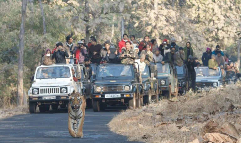 Tadoba Tiger Valley Resort gallery photo 9